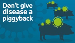 Reaching beyond the farmgate on disease prevention among pigs
